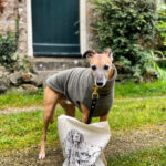 Dog with a bag