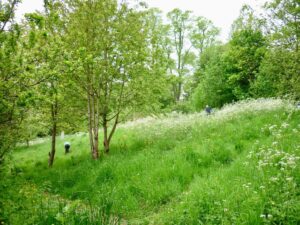 View of the Millennium Green looking across to the entrance from North Parade car park and showing the Commemorative wild cherry trees planted by Frome Rotary.